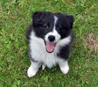 Collie Border blanding